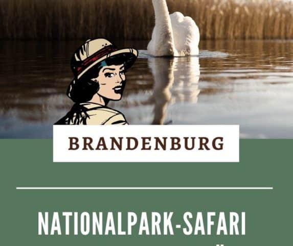 Im Nationalpark Unteres Odertal kannst du eine Safari zu singenden Schwänen unternehmen. Ein Familienausflug der besonderen Art in Brandenburg. Alle Infos