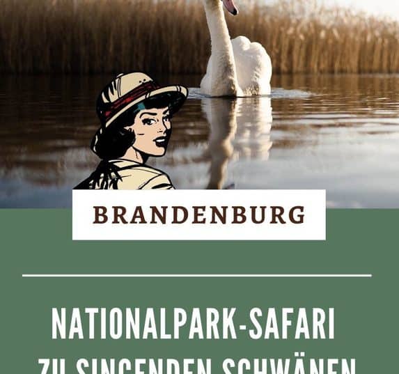 Im Nationalpark Unteres Odertal kannst du eine Safari zu singenden Schwänen unternehmen. Ein Familienausflug der besonderen Art in Brandenburg. Alle Infos