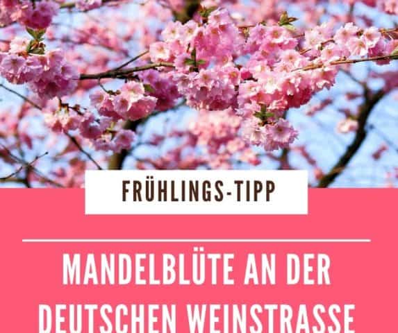 Die Mandelblüte bedeutet Frühlingserwachen. Mit den Mandelbäumen kommt die Deutsche Weinstraße in Feierlaune. Veranstaltungstipps rund um die Mandelblüte.